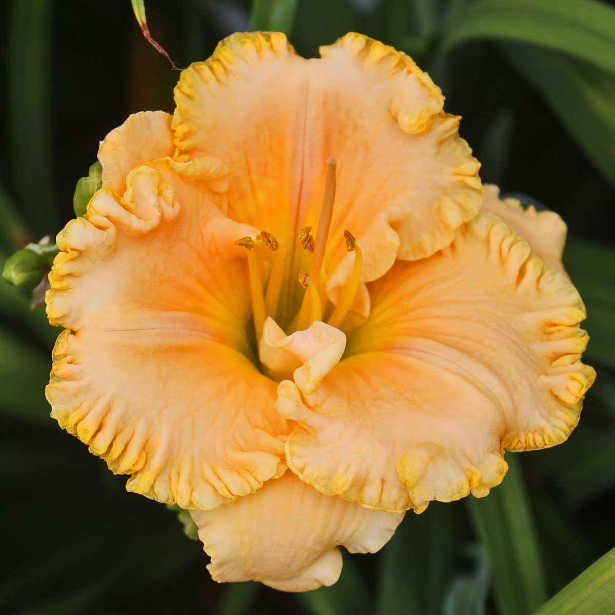 Hemerocallis 'American Freedom'<span>Taglilie</span>