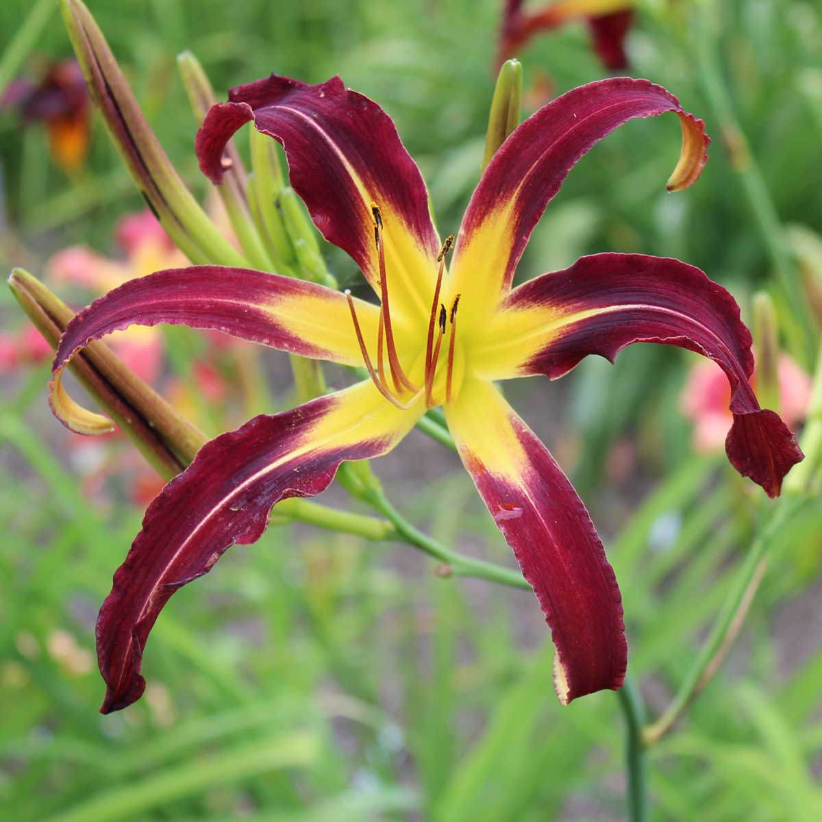 Hemerocallis 'Android'<span>Taglilie</span>