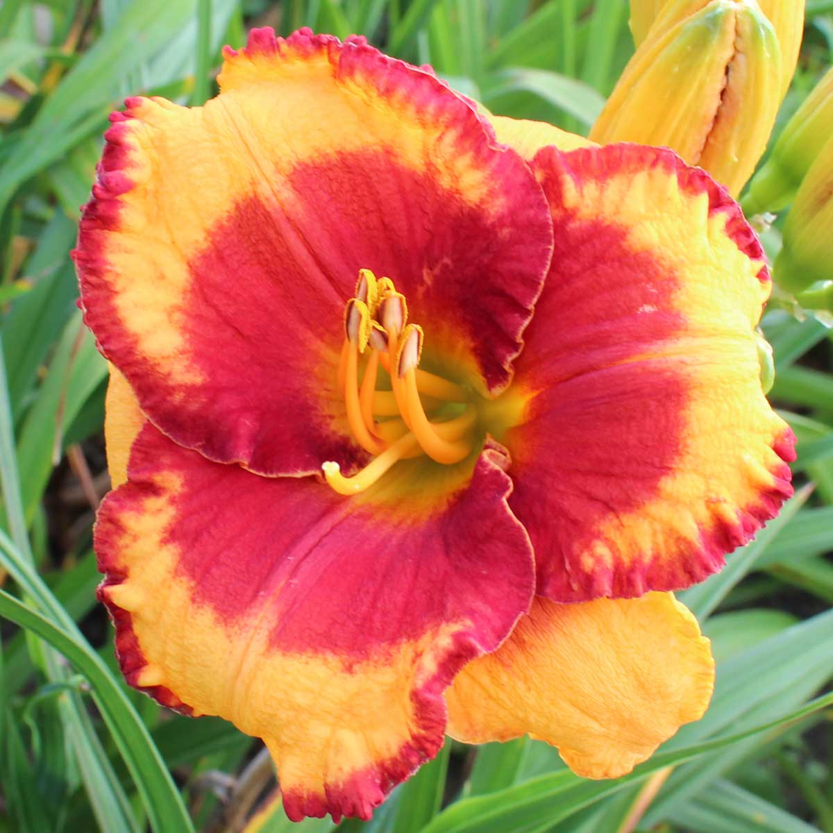 Hemerocallis 'Andy Candy'<span>Taglilie</span>