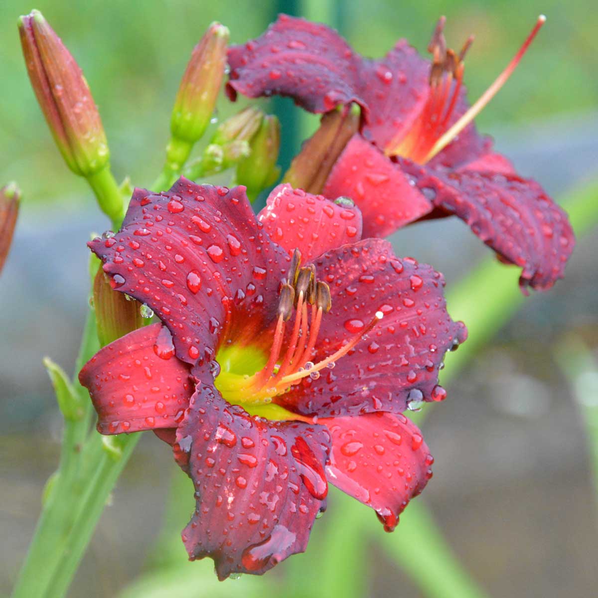 Hemerocallis 'Arterial Blood'<span>Taglilie</span>