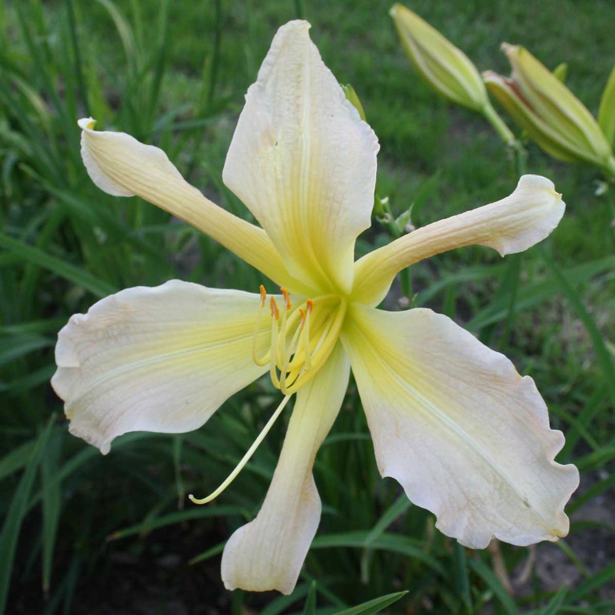 Hemerocallis 'Asterisk'<span>Taglilie</span>