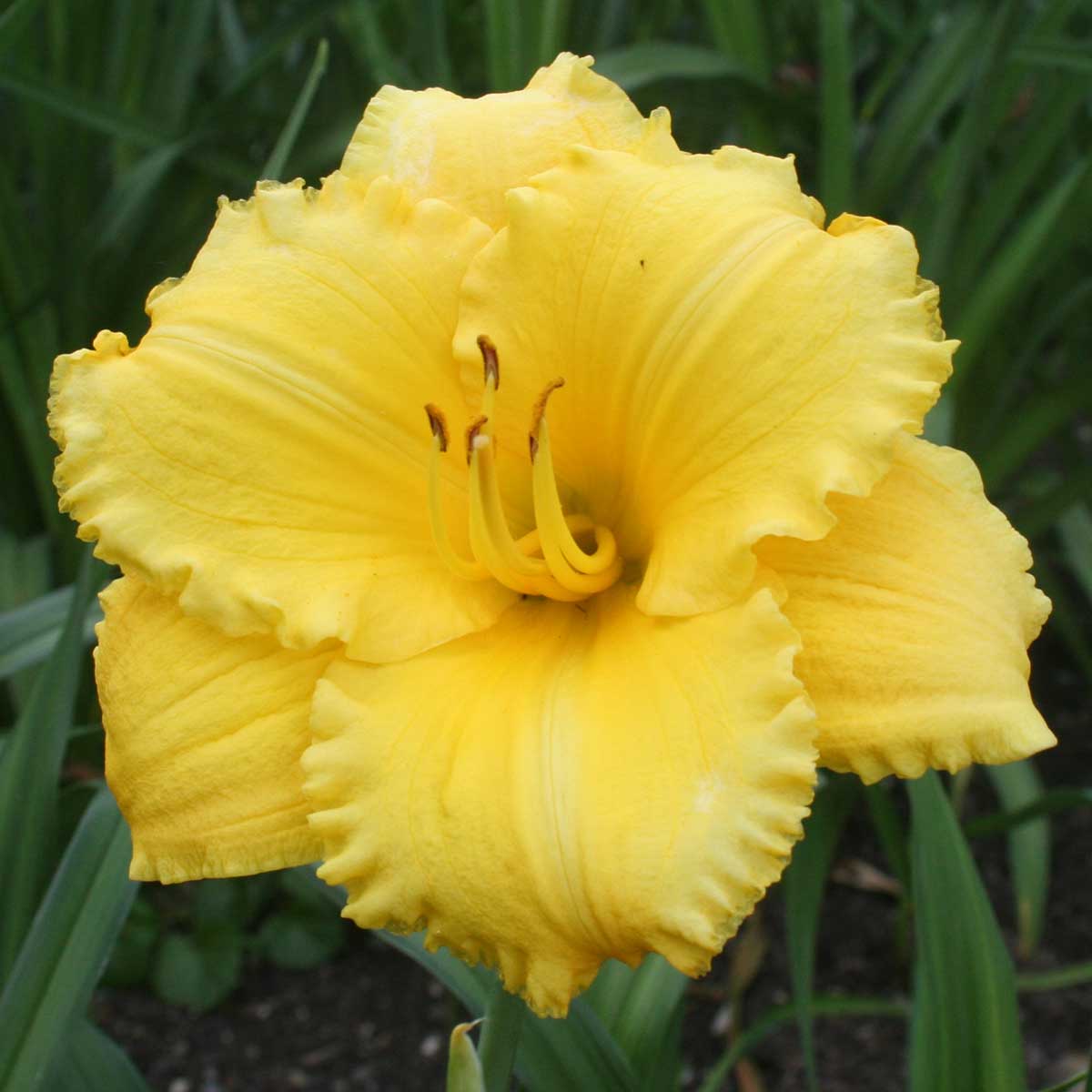 Hemerocallis 'Atlanta Elegant Charm'<span>Taglilie</span>