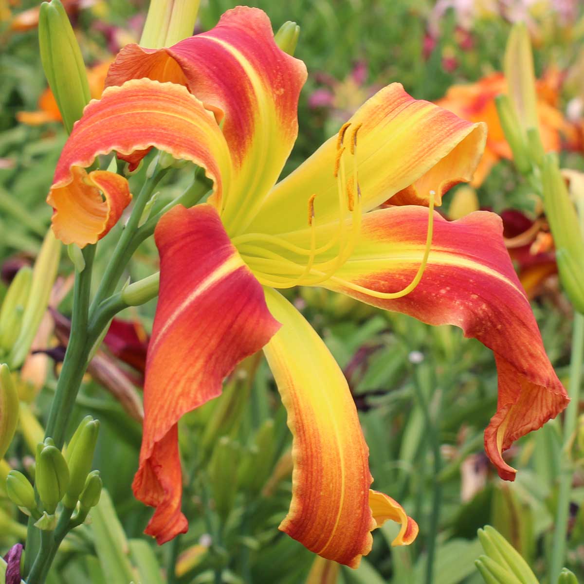 Hemerocallis 'Aztec Firebird'<span>Taglilie</span>