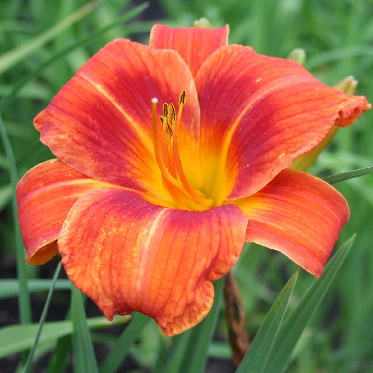 Hemerocallis 'Bandit Man'<span>Taglilie</span>