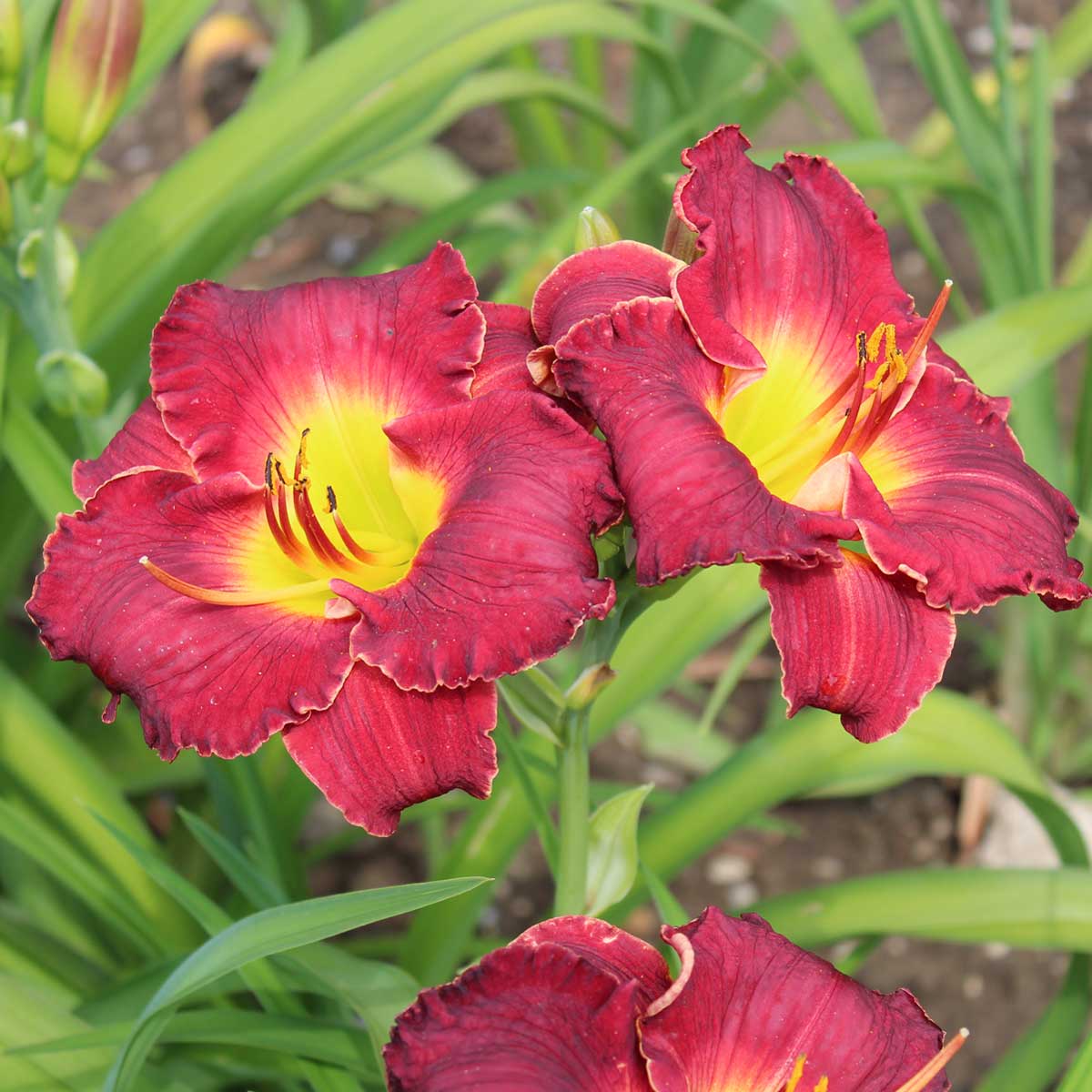 Hemerocallis 'Baron Frederick'<span>Taglilie</span>