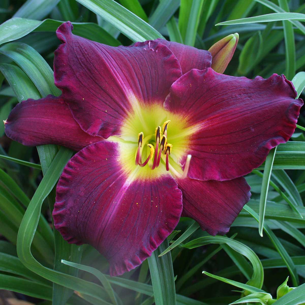 Hemerocallis 'Bela Lugosi'<span>Taglilie</span>