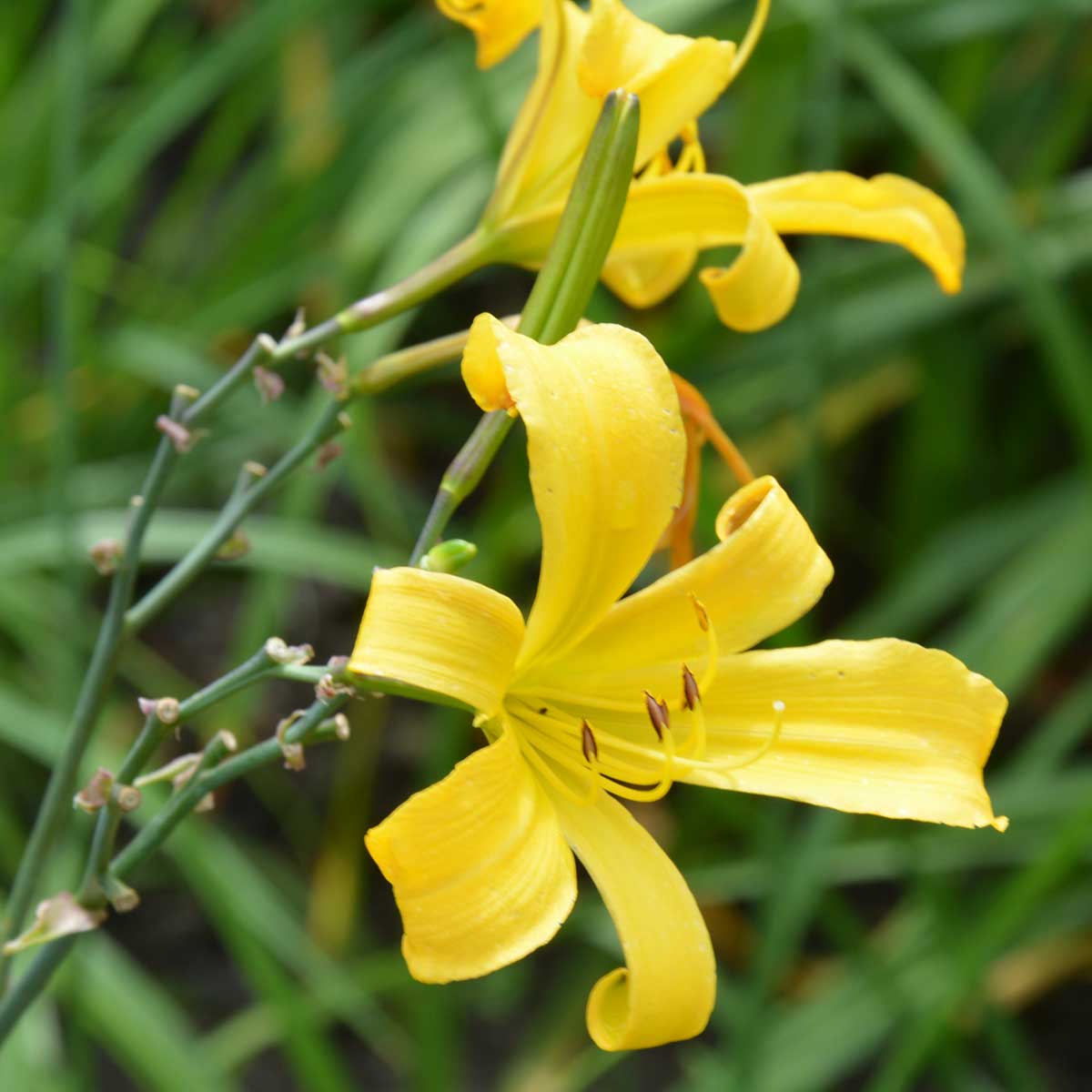 Hemerocallis 'Berliner Luft'<span>Taglilie</span>