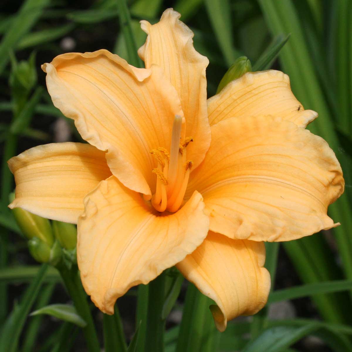 Hemerocallis 'Bertie Ferries'<span>Taglilie</span>