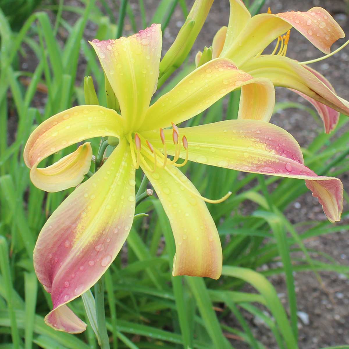 Hemerocallis 'Betty's Pick'<span>Taglilie</span>