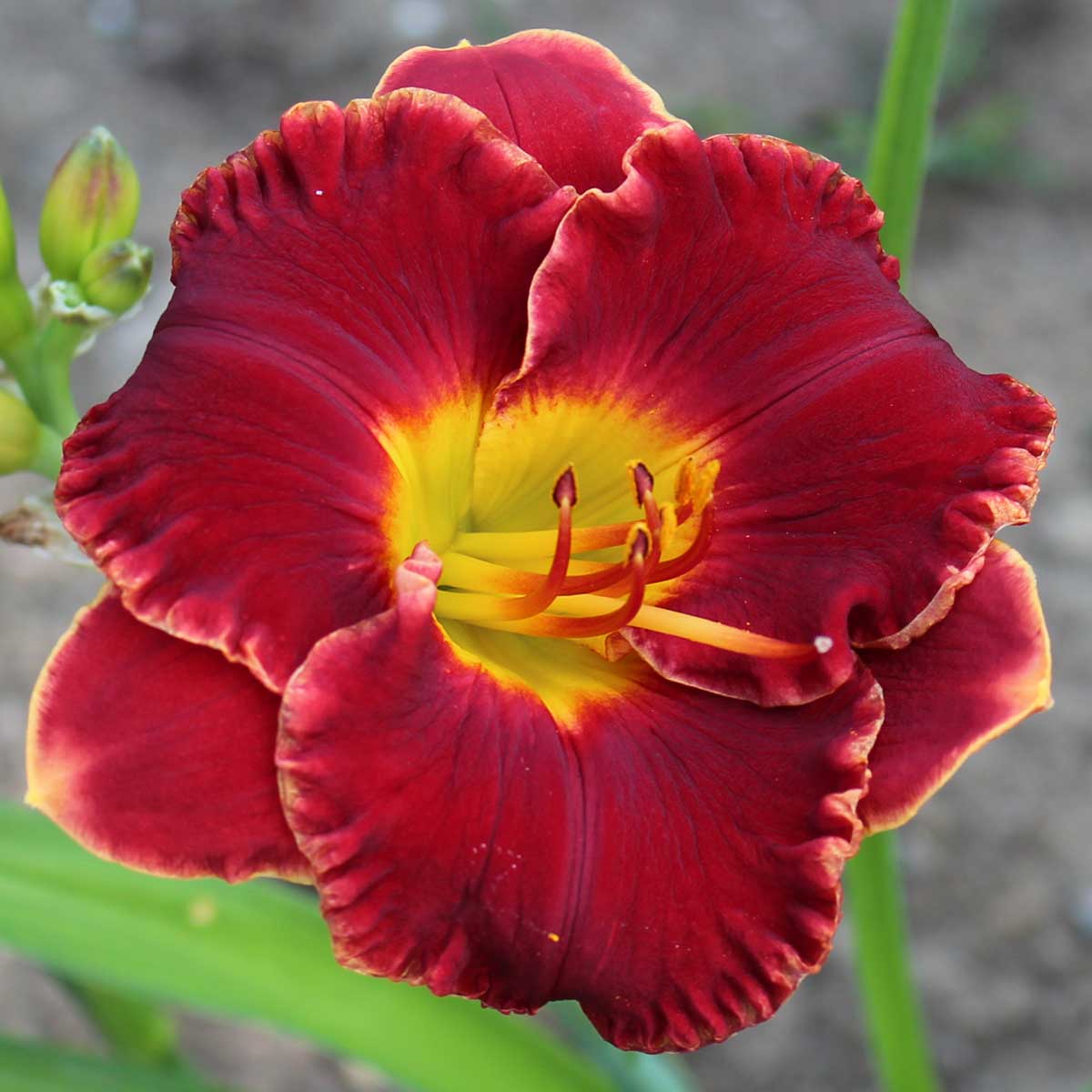 Hemerocallis 'Beyond Eden'<span>Taglilie</span>