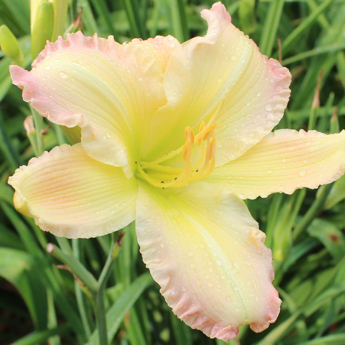Hemerocallis 'Big Smile'<span>Taglilie</span>