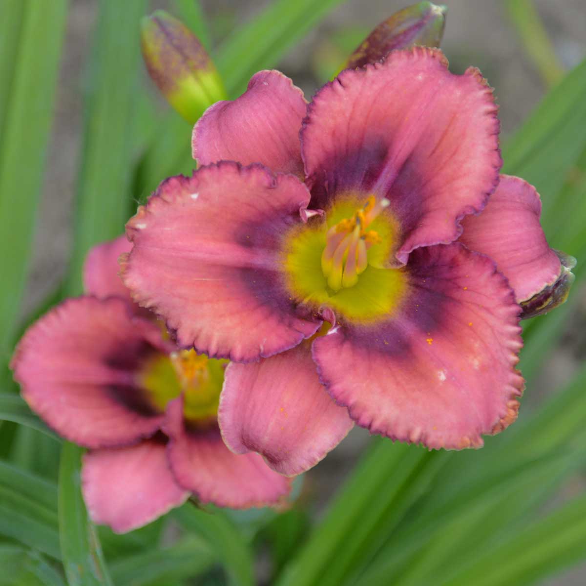 Hemerocallis 'Black Fathom Dephts'<span>Taglilie</span>