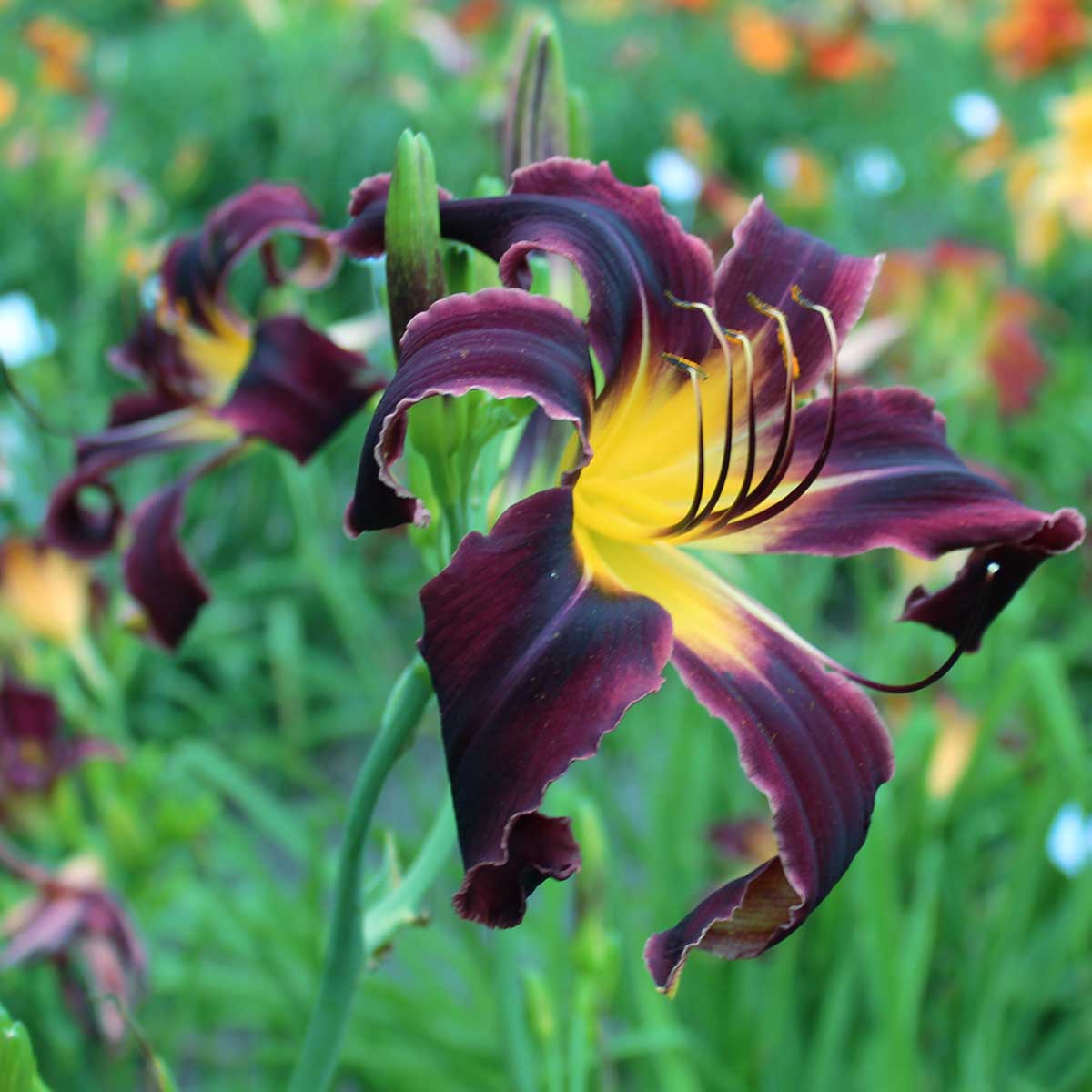 Hemerocallis 'Black Ice'<span>Taglilie</span>