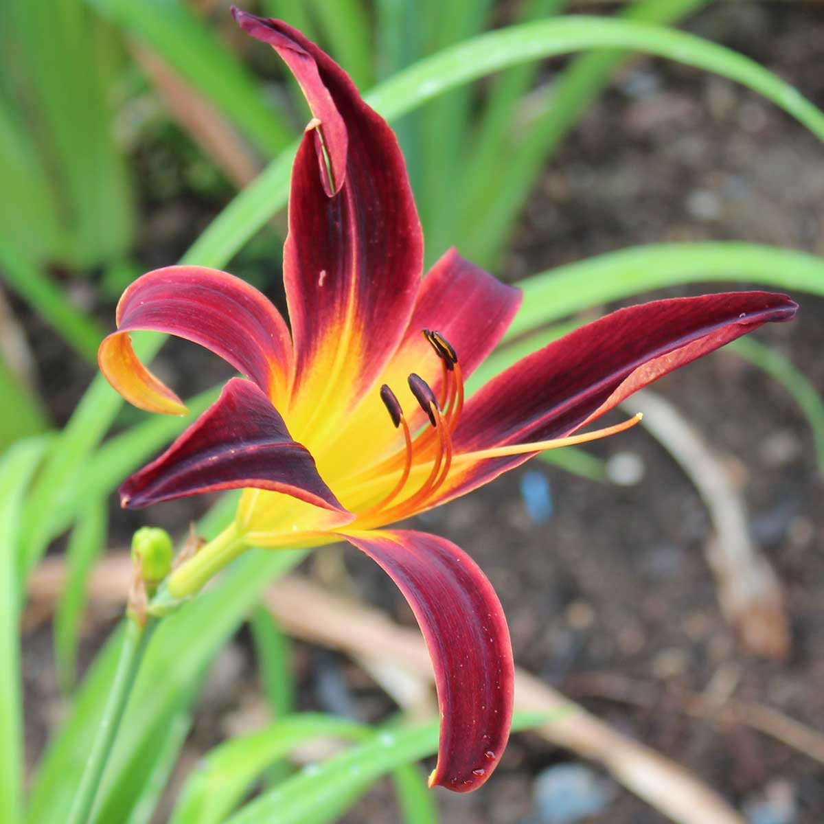 Hemerocallis 'Black Plush'<span>Taglilie</span>