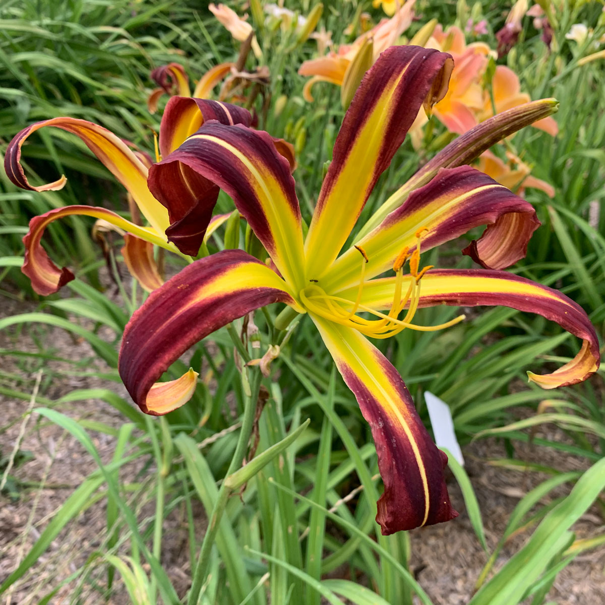 Hemerocallis 'Black Raven'<span>Taglilie</span>