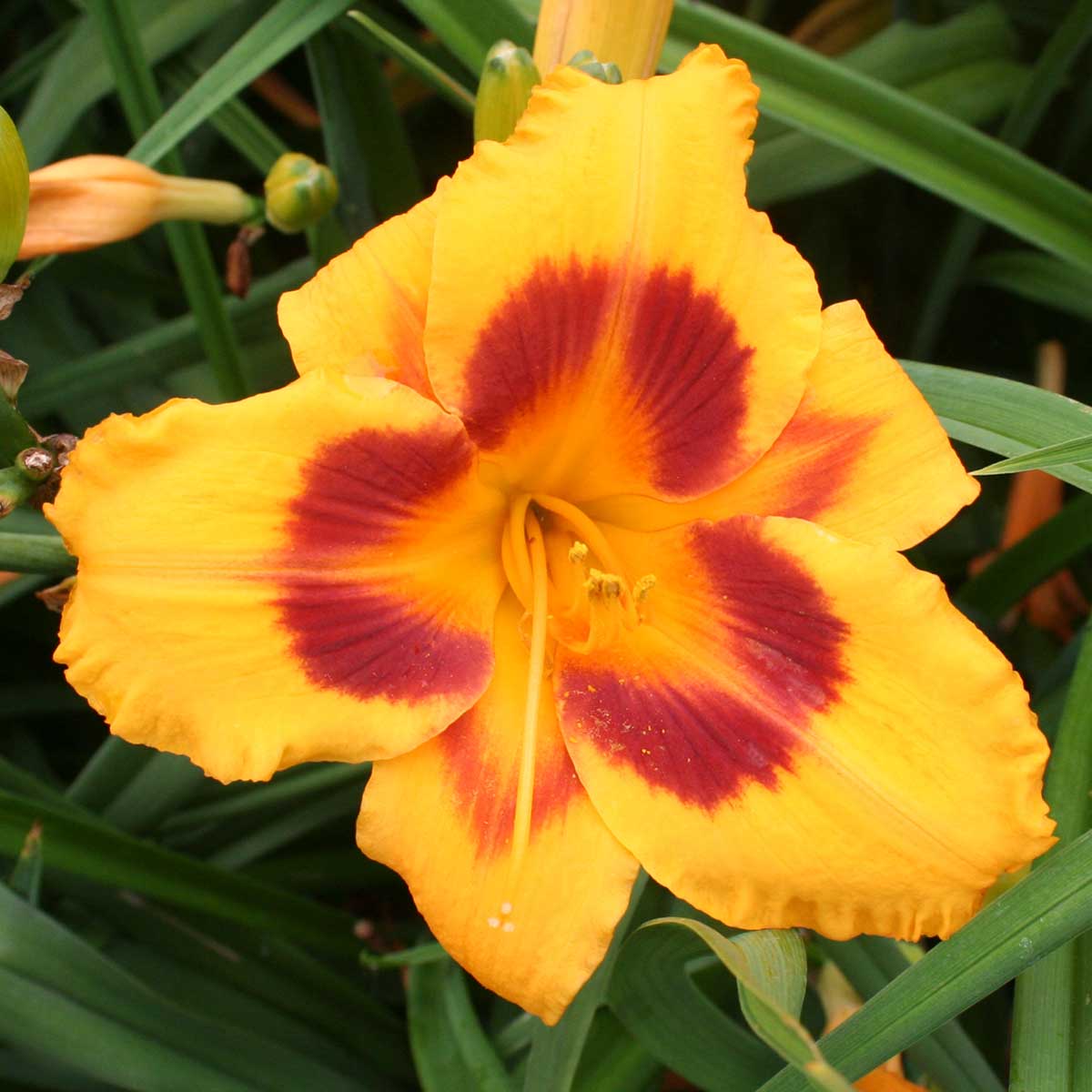 Hemerocallis 'Blackberry Candy'<span>Taglilie</span>