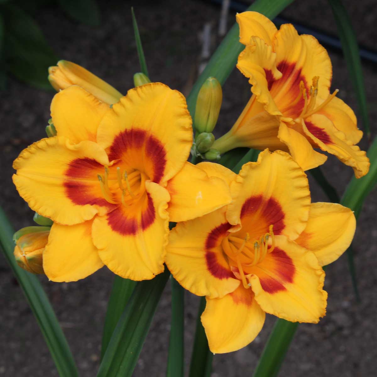 Hemerocallis 'Blackberry Sherbert'<span>Taglilie</span>