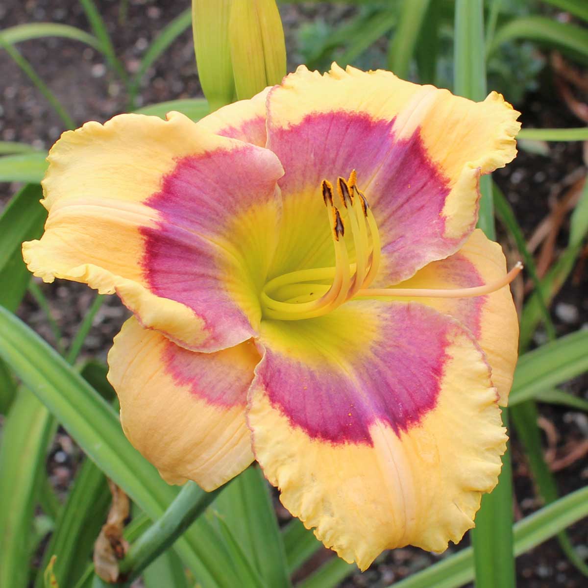 Hemerocallis 'Blockbuster'<span>Taglilie</span>