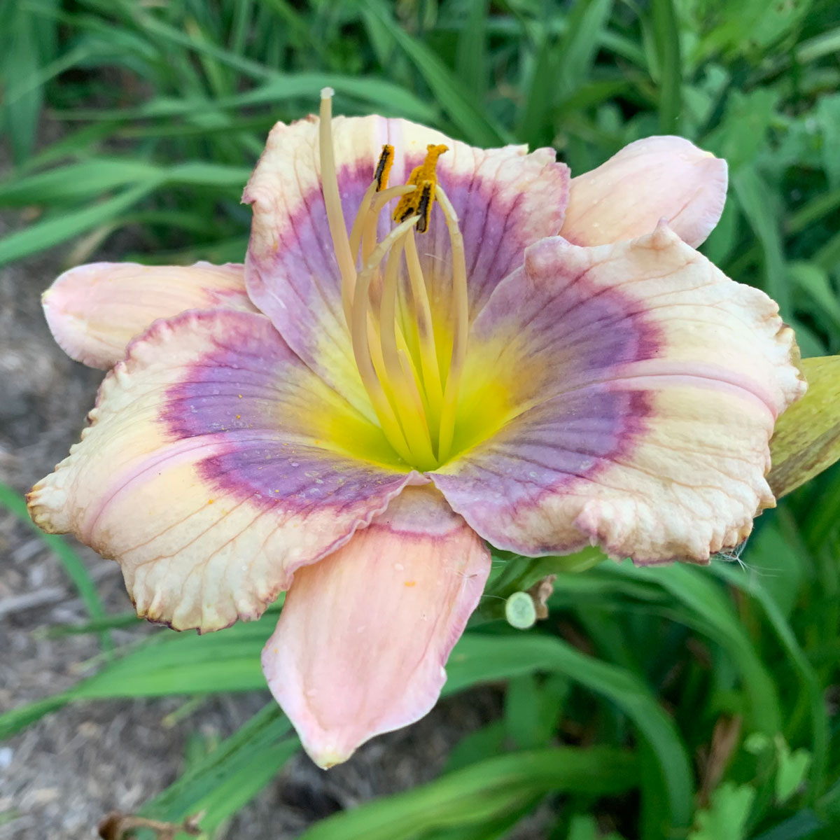 Hemerocallis 'Blue Beetle'<span>Taglilie</span>