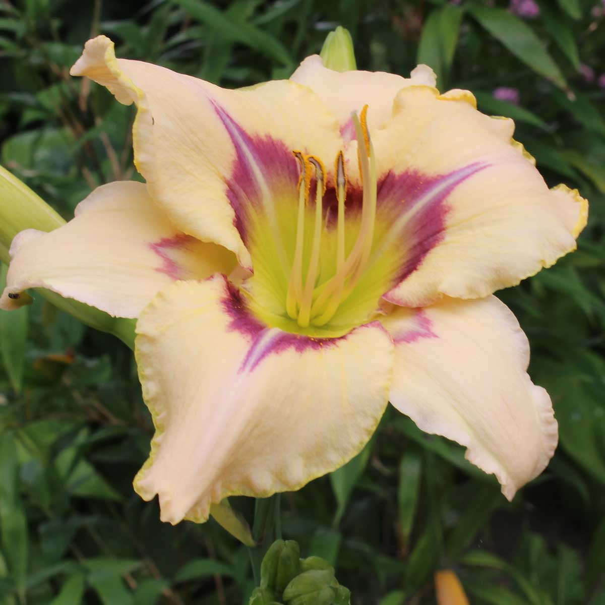 Hemerocallis 'Blue Eyed Butterfly'<span>Taglilie</span>