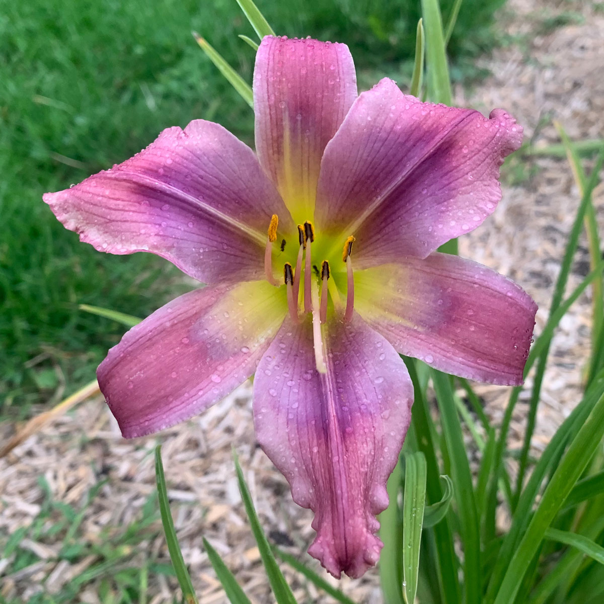 Hemerocallis 'Blue Viper'<span>Taglilie</span>