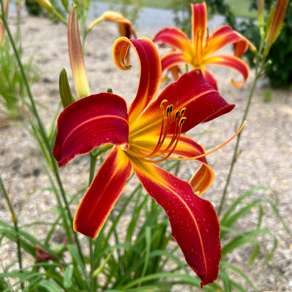 Hemerocallis 'Boitzer Feuerwerk'<span>Taglilie</span>