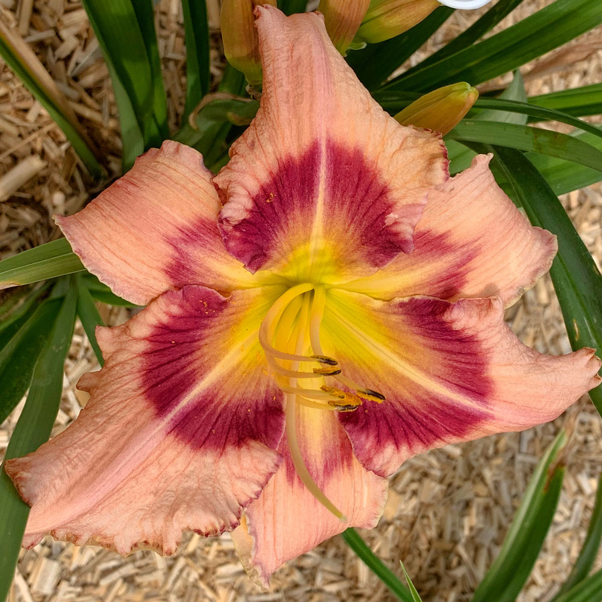 Hemerocallis 'Boitzer Rain of Stars'<span>Taglilie</span>