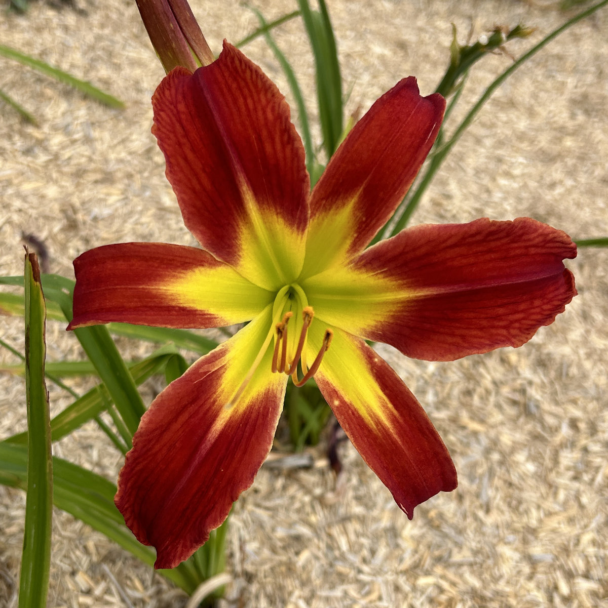 Hemerocallis 'Boitzer Red Casanova'<span>Taglilie</span>