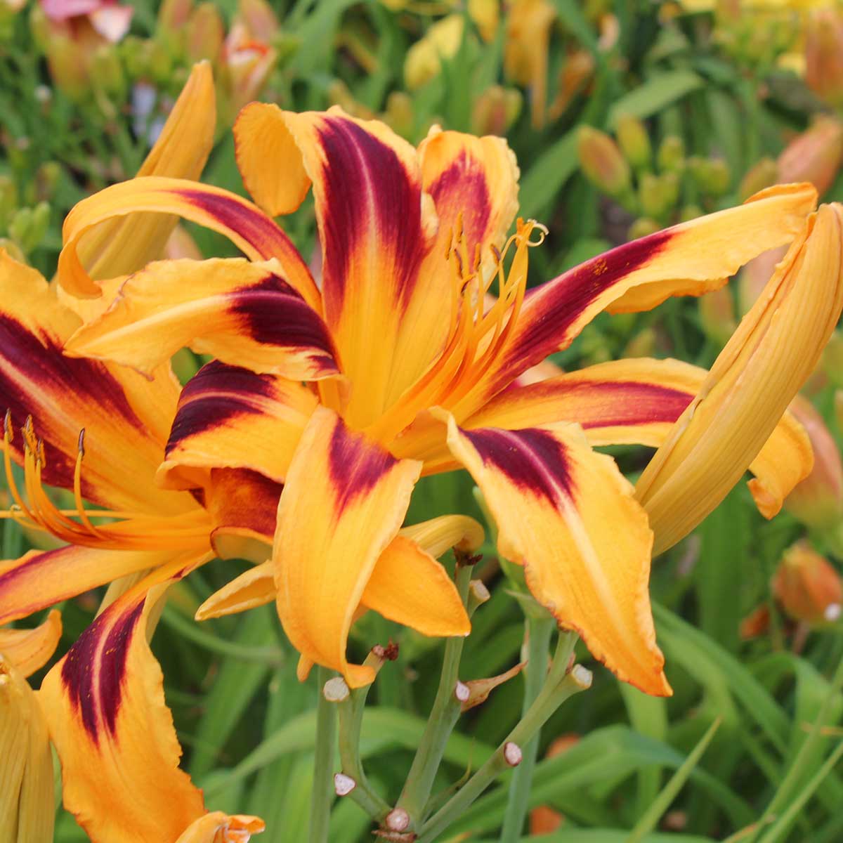 Hemerocallis 'Bottle Rocket'<span>Taglilie</span>