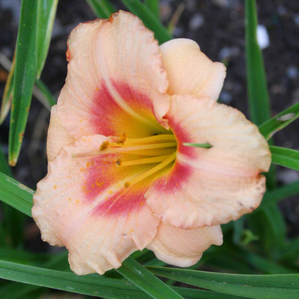 Hemerocallis 'Buffys Doll'<span>Taglilie</span>
