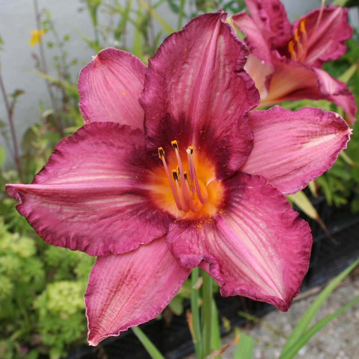 Hemerocallis 'Byzantine Emperor'<span>Taglilie</span>