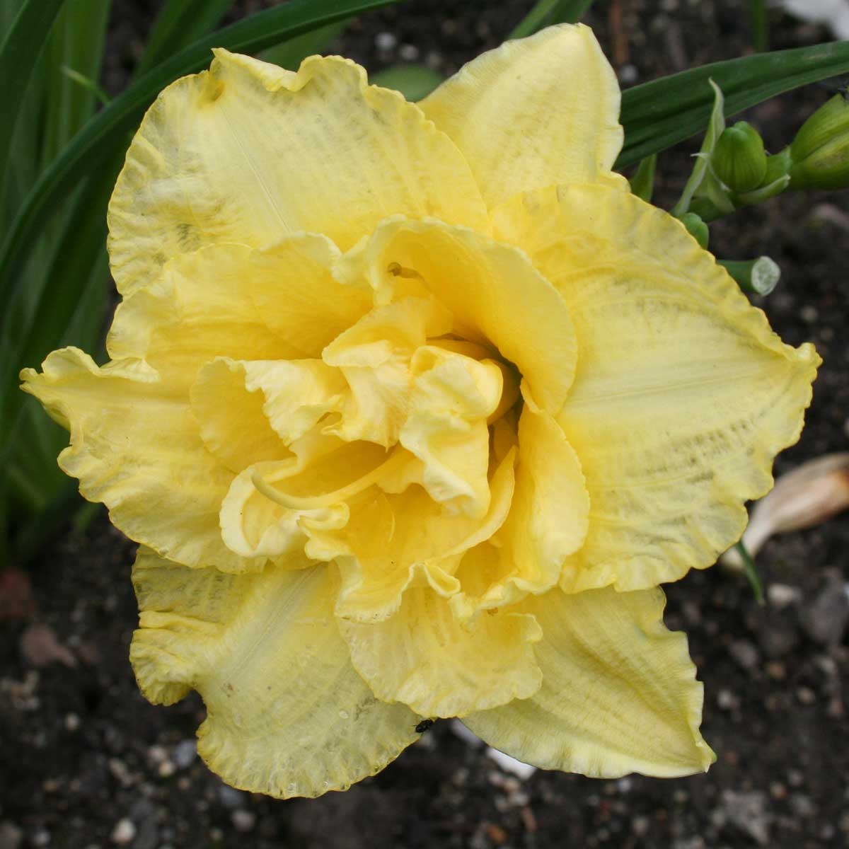 Hemerocallis 'Cabbage Flower'<span>Taglilie</span>