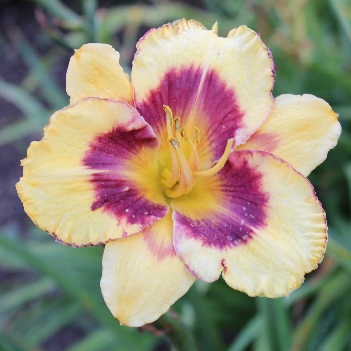 Hemerocallis 'Calico Jack'<span>Taglilie</span>