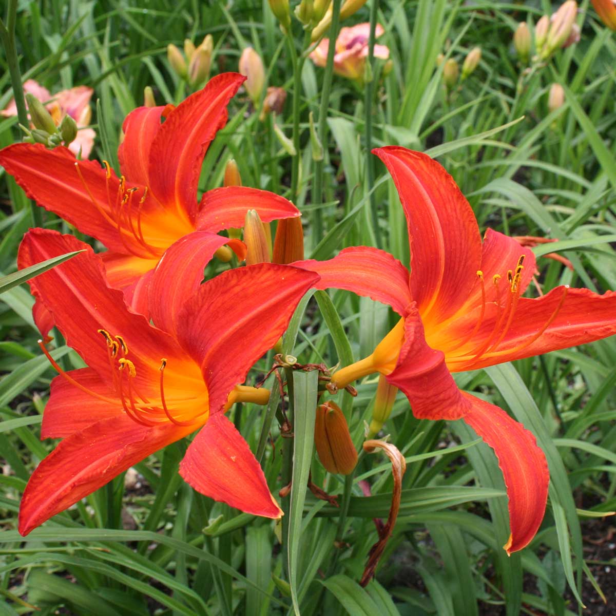 Hemerocallis 'Campfire Embers'<span>Taglilie</span>
