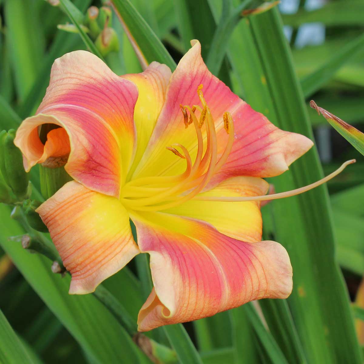 Hemerocallis 'Cat Dancer'<span>Taglilie</span>