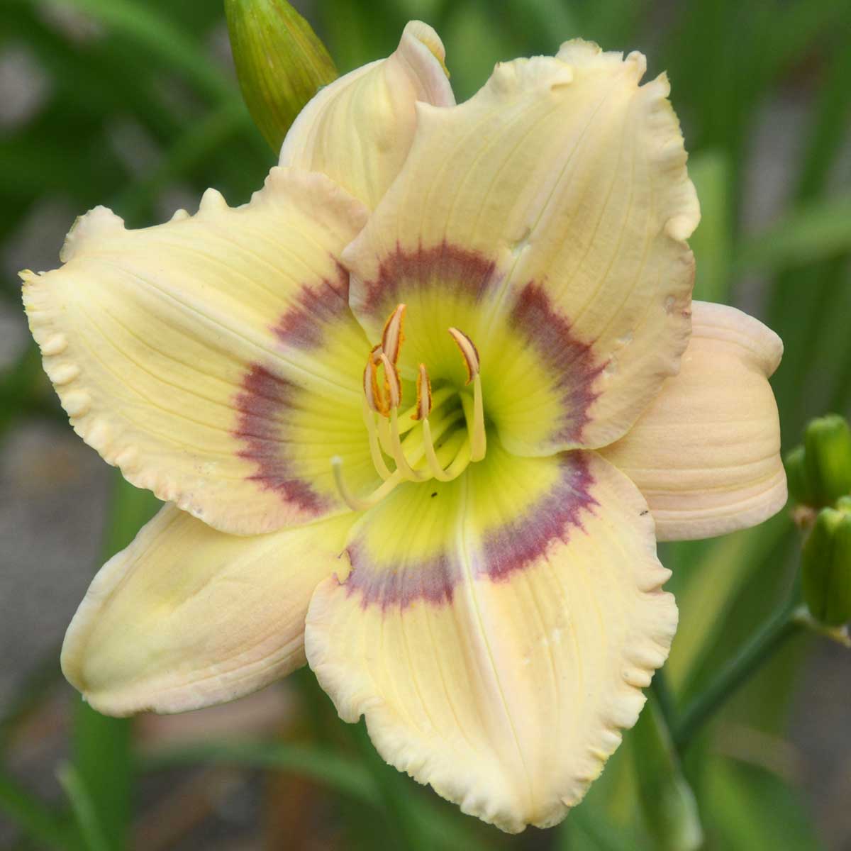 Hemerocallis 'Changing Latitudes'<span>Taglilie</span>