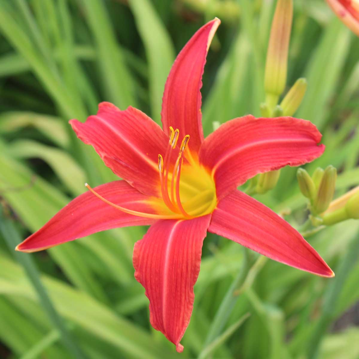 Hemerocallis 'Cherry Ripe'<span>Taglilie</span>