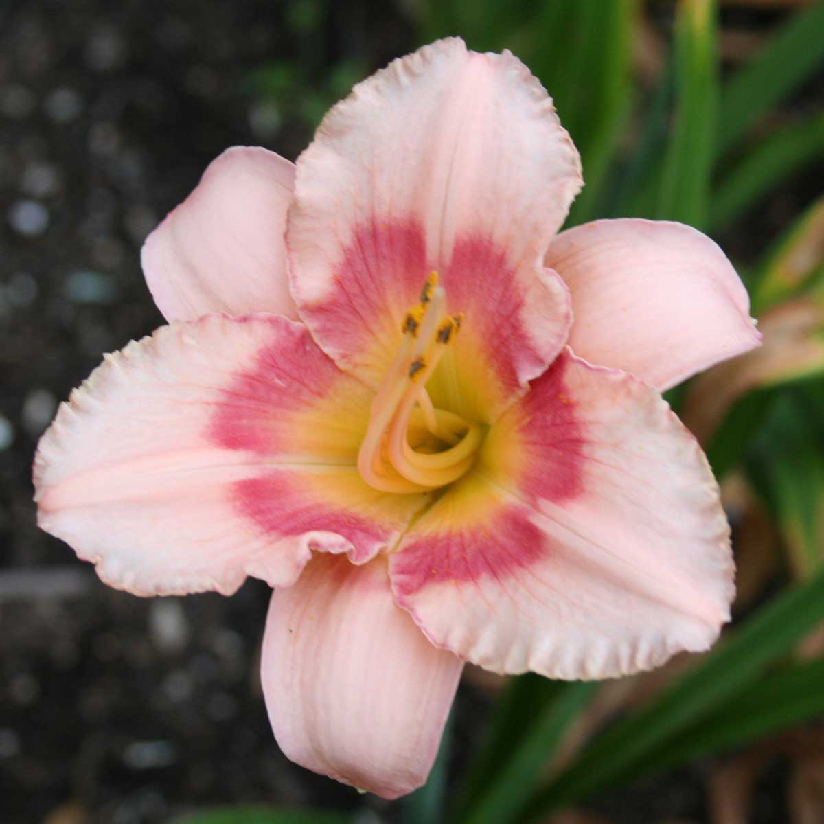Hemerocallis 'Cherry Valentine'<span>Taglilie</span>