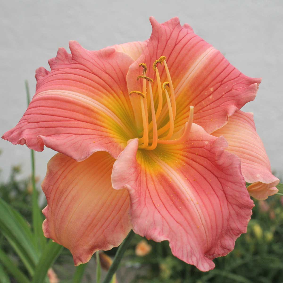 Hemerocallis 'China Bride'<span>Taglilie</span>