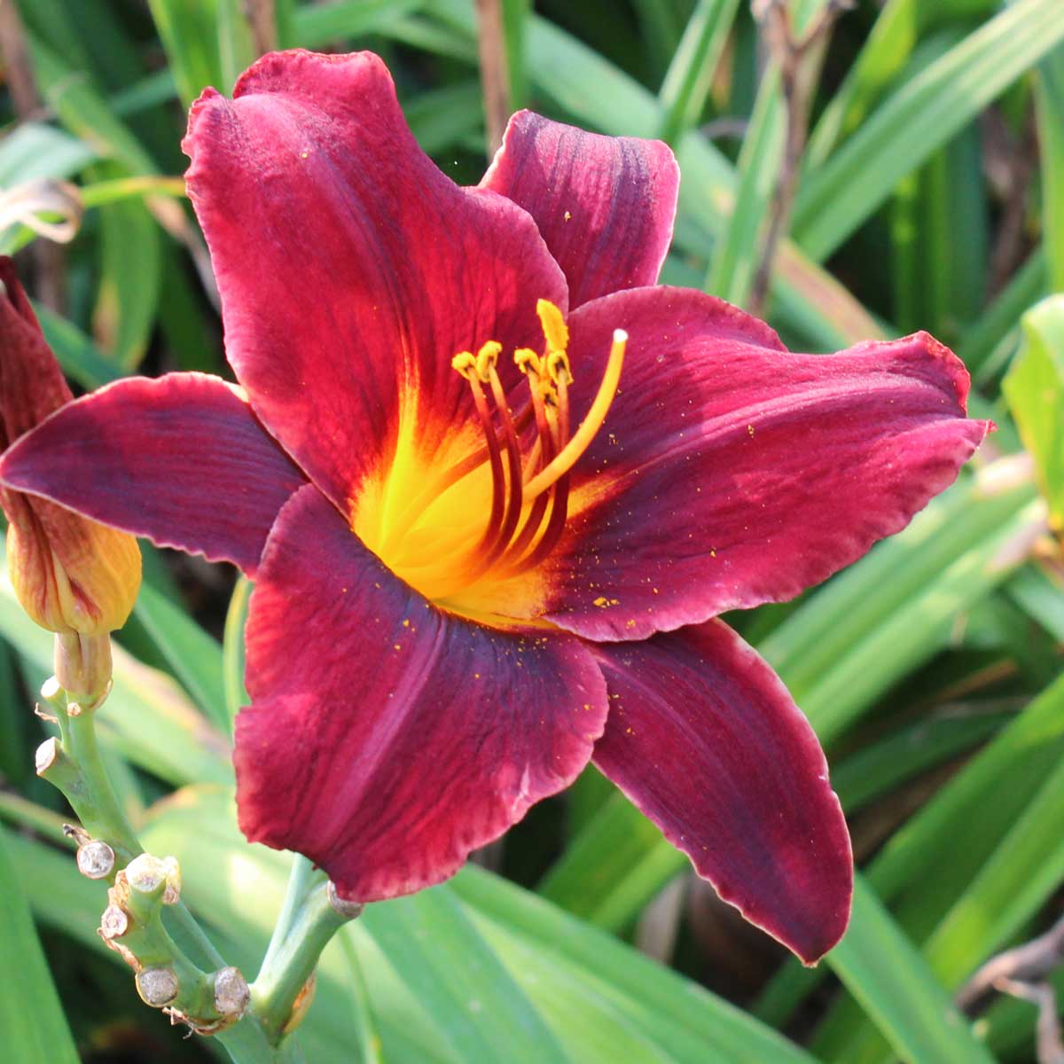 Hemerocallis 'Chocolate Candy'<span>Taglilie</span>
