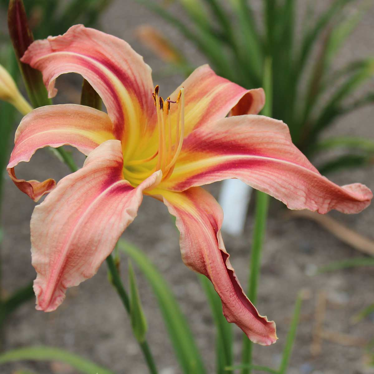 Hemerocallis 'Christmas in Oz'<span>Taglilie</span>