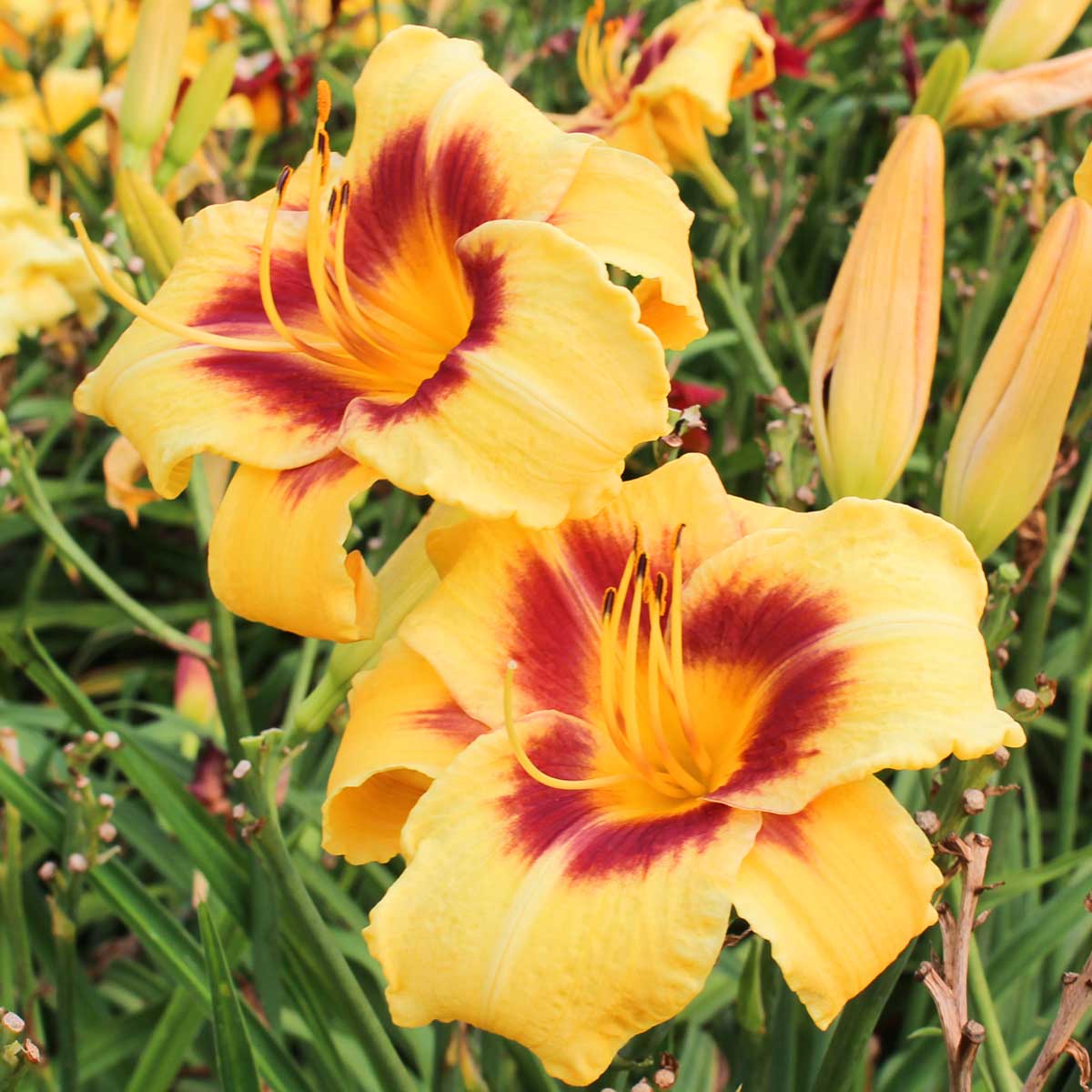 Hemerocallis 'Circle and Stripes'<span>Taglilie</span>