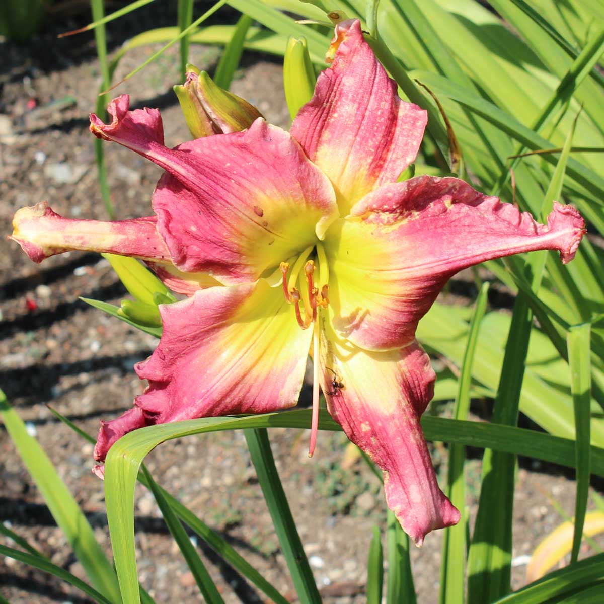 Hemerocallis 'Clarissa's Charisma'<span>Taglilie</span>