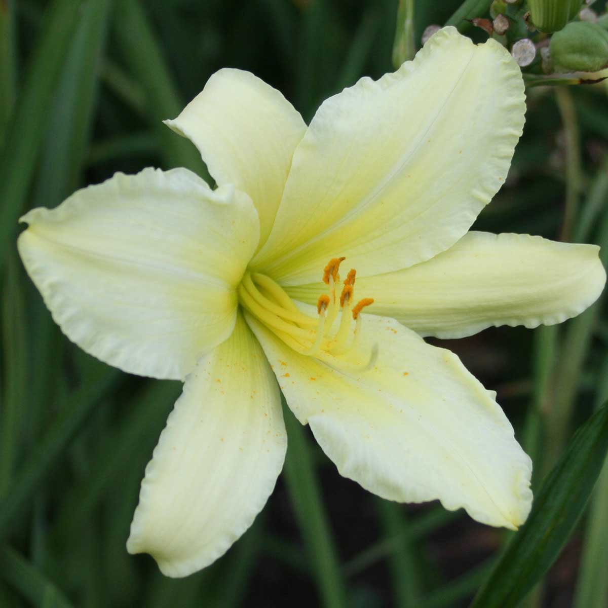 Hemerocallis 'Clasimo'<span>Taglilie</span>