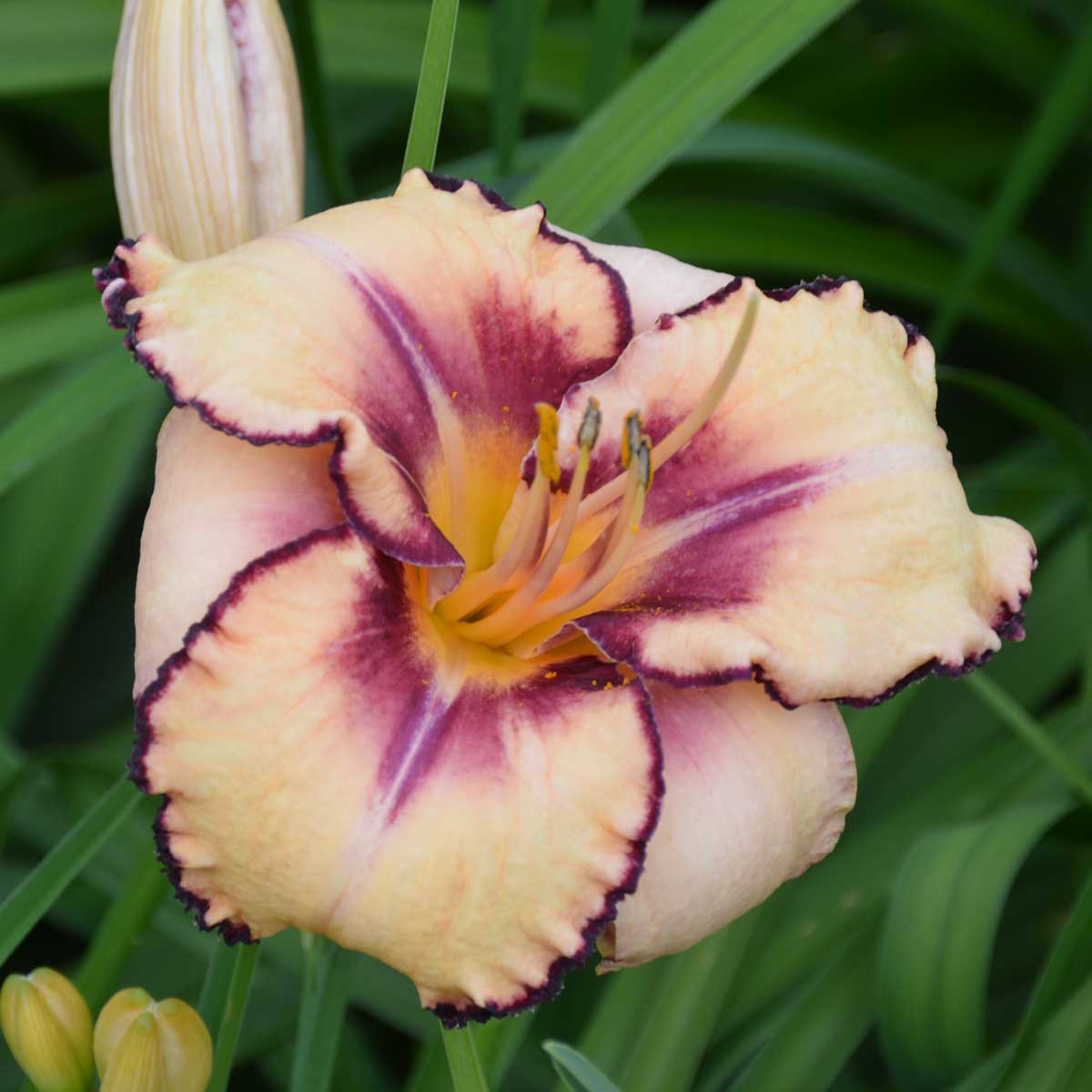 Hemerocallis 'Cobalt Dawn'<span>Taglilie</span>