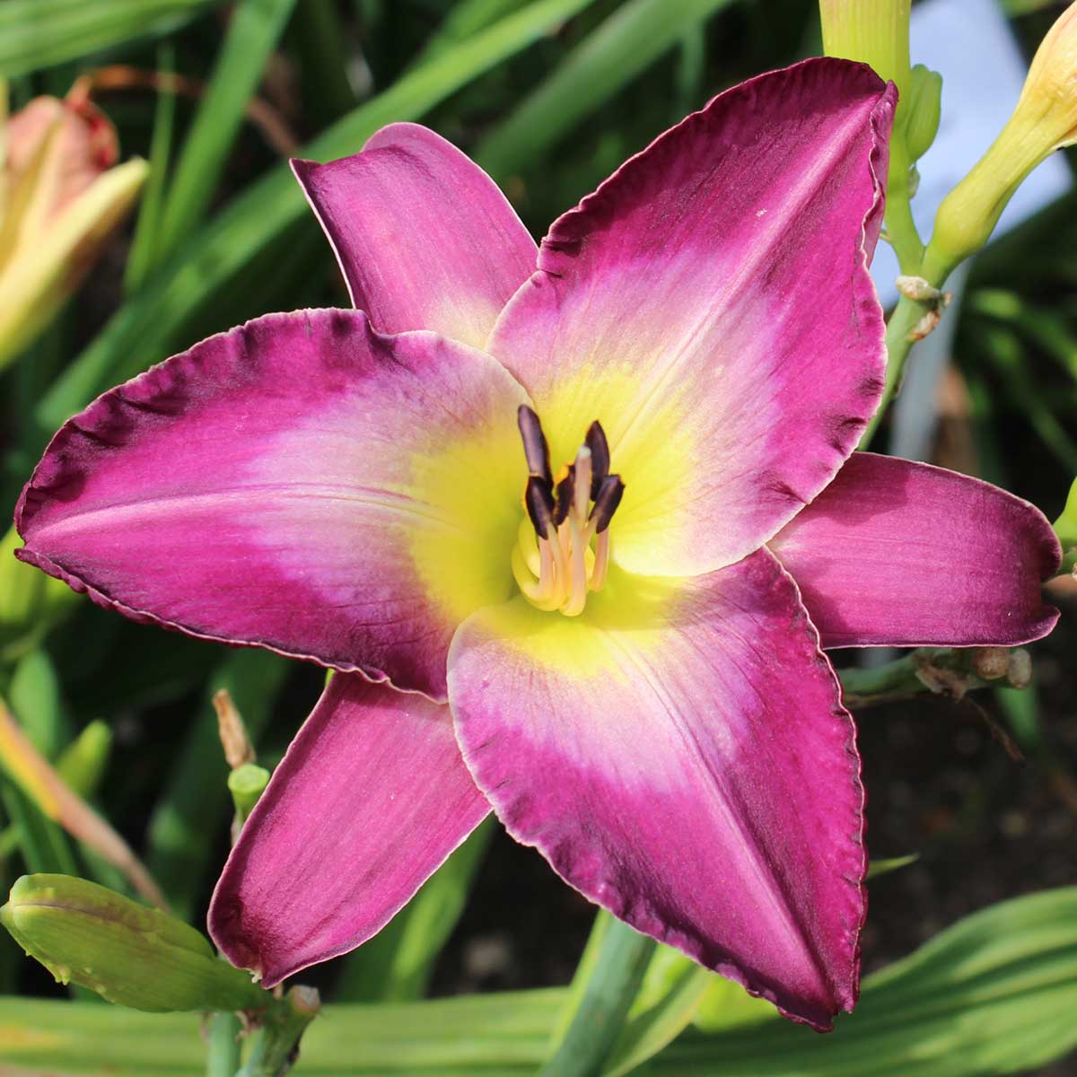Hemerocallis 'Cognizant Dissonant'<span>Taglilie</span>