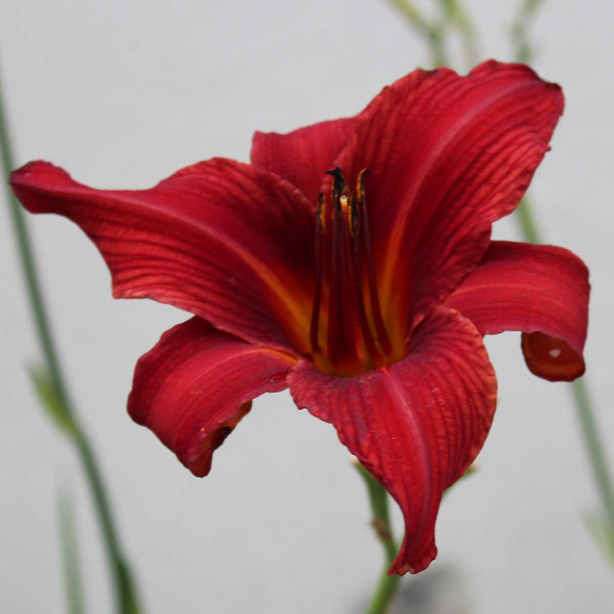Hemerocallis 'Congo Beauty'<span>Taglilie</span>