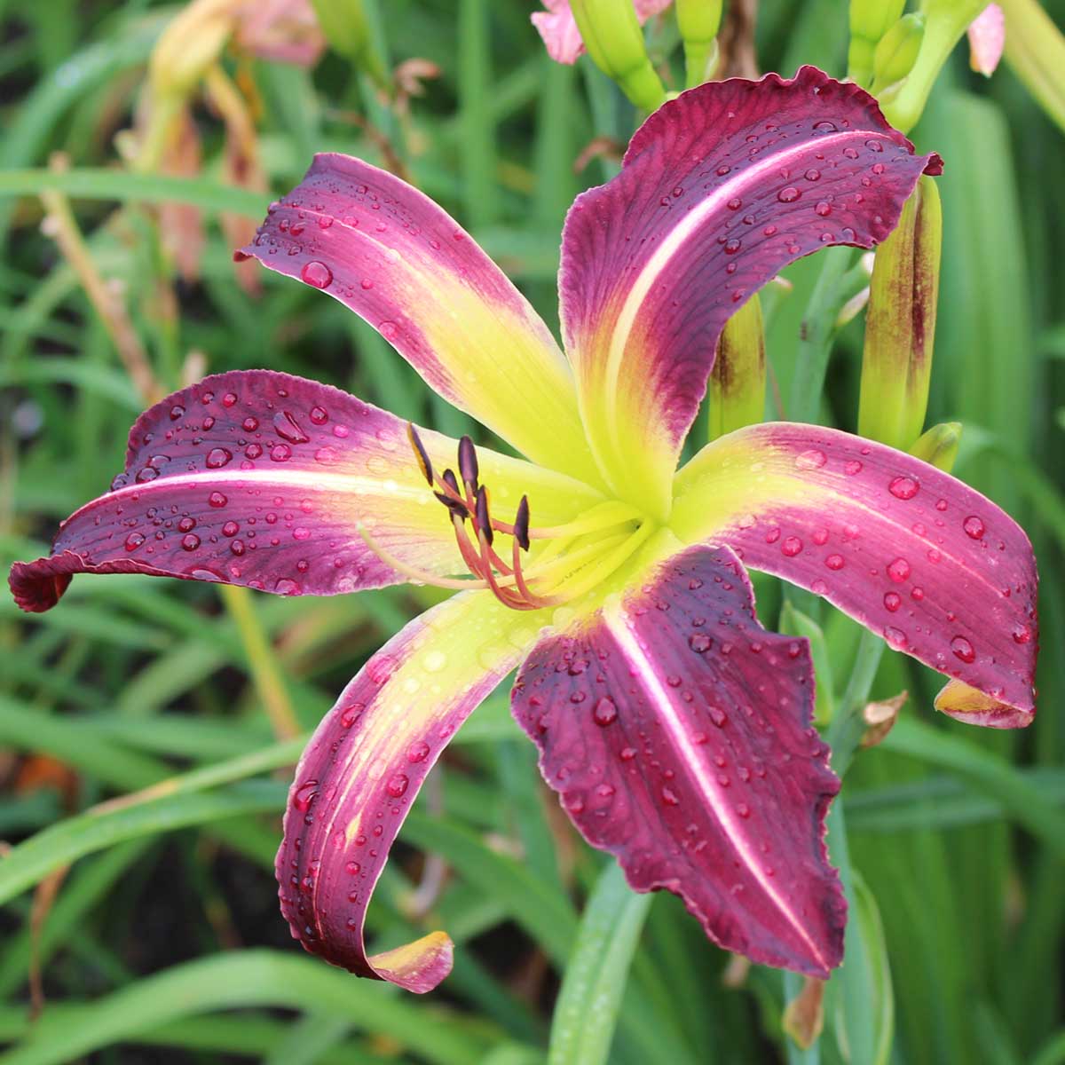 Hemerocallis 'Cool Twister'<span>Taglilie</span>