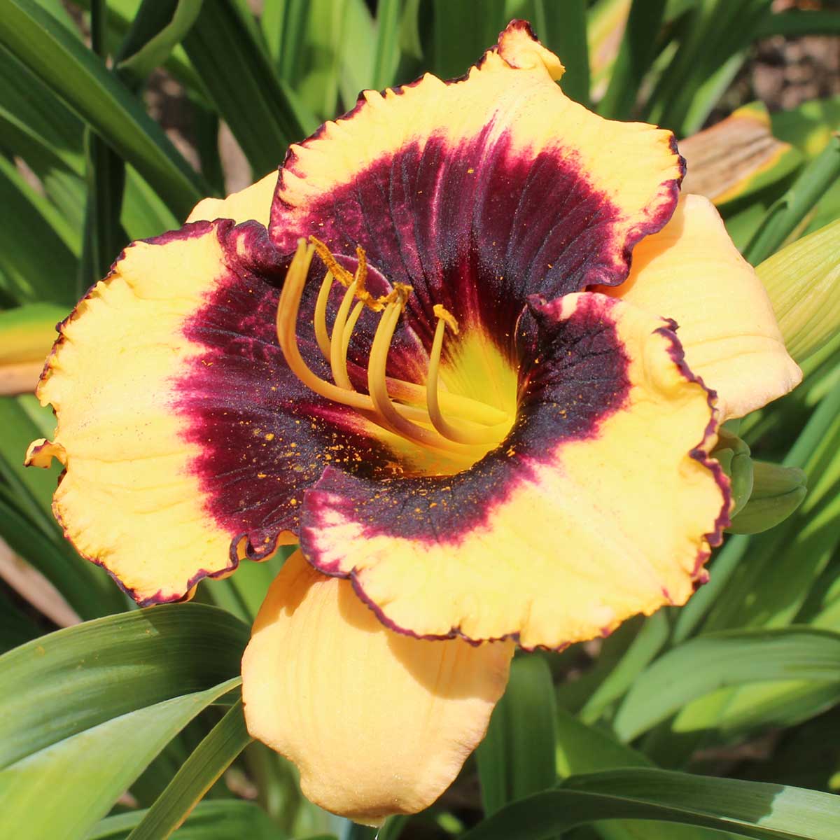 Hemerocallis 'Crazy Ivan'<span>Taglilie</span>