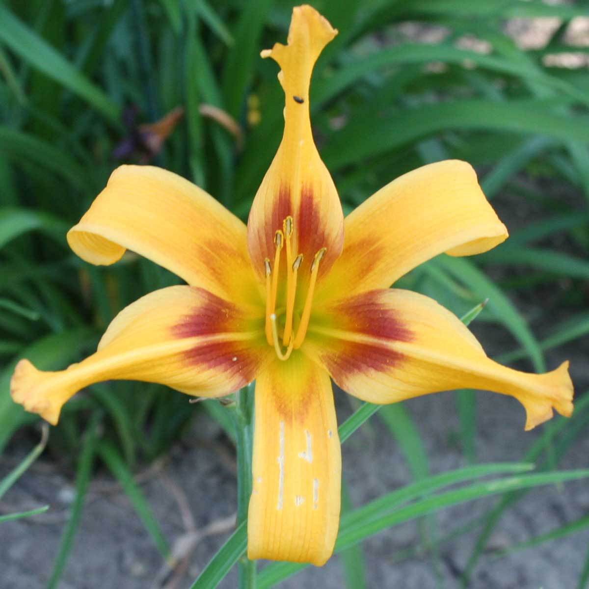 Hemerocallis 'Crazy Pierre'<span>Taglilie</span>